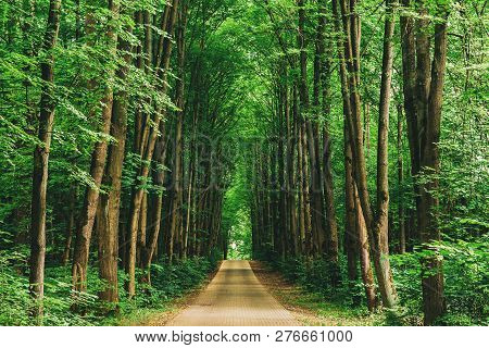 Walkway Lane Path With Through Tilia Cordata Trees In Forest. Beautiful Alley, Road In Park. Pathway