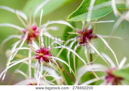 Close Up Of An Exotic Plant With A Blurred Background