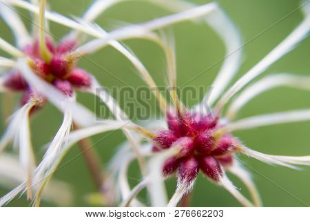 Close Up Of An Exotic Plant With A Blurred Background