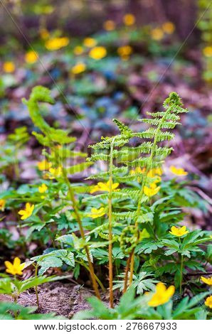Young Opening Fern Fronds Growing In The Forest. Ferns Are A Very Ancient Family Of Plants: Early Fe