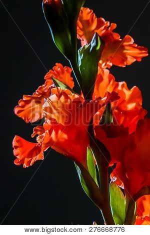 Red Gladiolus. Gladiolus On Black Background.  Nature Flower. Garden Flowers. Red Gladiolus Flowers 