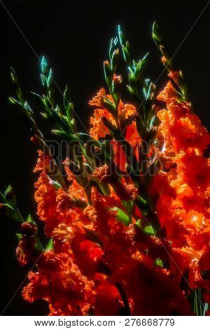 Red Gladiolus. Gladiolus On Black Background.  Nature Flower. Garden Flowers. Red Gladiolus Flowers 