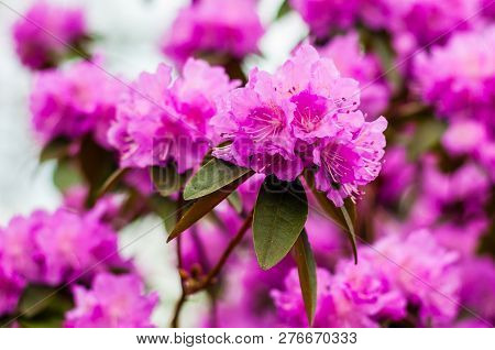 Blooming Pink Magenta Rhododendron Flowers, Woody Plants
