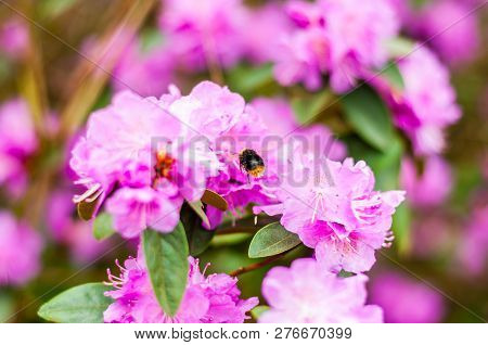 Bumblebee Flying And Collecting Nectar From The Blooming Pink Magenta Rhododendron Flowers, Woody Pl