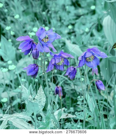 Beautiful Blue Wildflowers Aquilegia Glandulosa Close Up, Growing In Alpine Weadows Of Altai Mountai