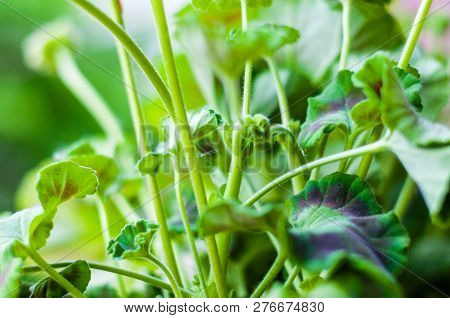 Pelargonium Flower Plant Leaves From Low Angle View