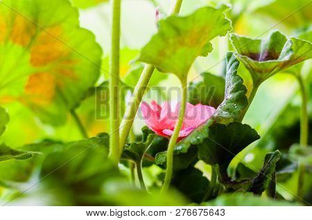 Pelargonium Blooming Flower Plant From Low Angle View. The Popular Geraniums You Find At Most Garden