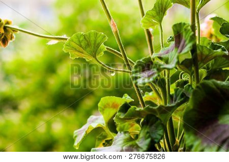 Raindrop On Pelargonium Flower Plant Leaves From Low Angle View. The Popular Geraniums You Find At M