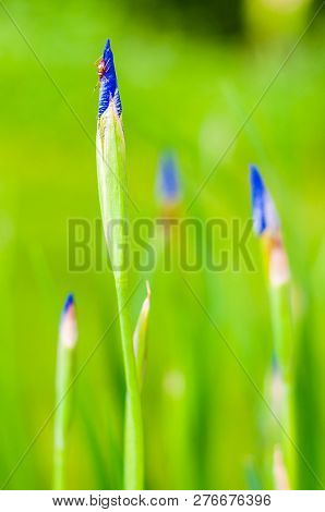 Macro Close-up Of A Tiny Bug Sitting On Still Closed But Gorgeous Iris Flower Blooming Blue Bud On O