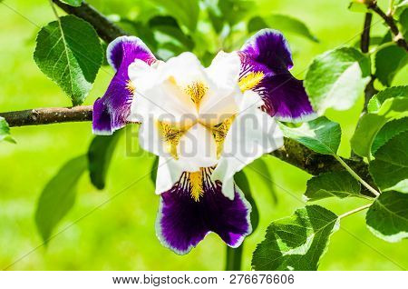 Gorgeous Iris Flower White Purple Violet Blooming Bud In Front Of Apple Tree Branch. Iris Is A Genus