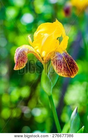 Macro Close-up Of Gorgeous Iris Flower Yellow Orange Red Blooming Bud.