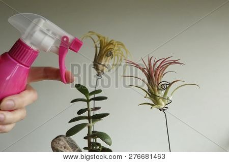 Air Plant, Tillandsia Ionantha And Jade Plant On Windowsill. Houseplant Succulents Growing. Tillands