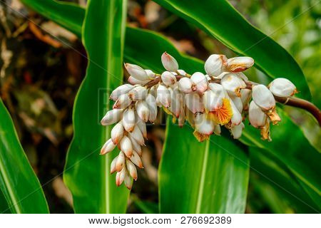 Close up on the Caribbean flower in full bloom on the Blue Mountains, Jamaica