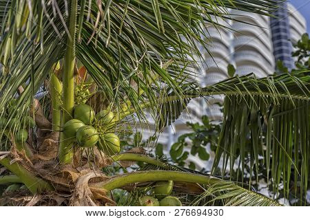 Coconut Palm On Blue Sky With White Clouds.