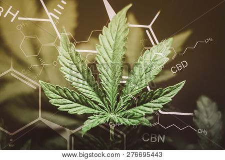 A Beautiful Sheet Of Cannabis Marijuana In The Defocus With The Image Of The Formula Thc Cbd Cbn Abs