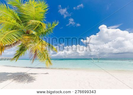 Tropical Beach Background As Summer Landscape With Beach Palm Trees And White Sand And Calm Sea For 