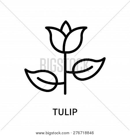Tulip Icon Isolated On White Background. Tulip Icon Simple Sign. Tulip Icon Trendy And Modern Symbol