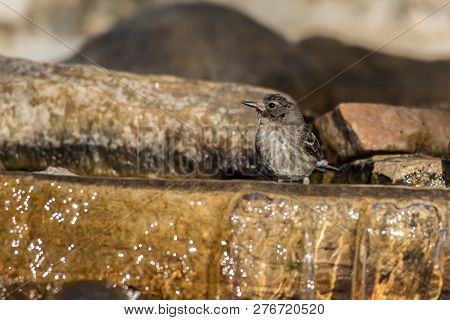 Wet And Colorful Lesser Goldfinch Bird Standing In Stream Water While Bathing To Maintain Hygeine.