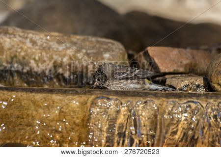Wet And Colorful Lesser Goldfinch Bird Dipping Beak In Stream Water While Bathing To Maintain Hygein