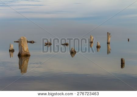 Dry Trees In The City Of Epecuen. Heaven And Water Are Confused On The Horizon. Salt Lake That Cause