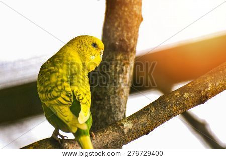 Budgerigar On Branch Yellow Of Budgerigar Parrot Pet In Bird Farm