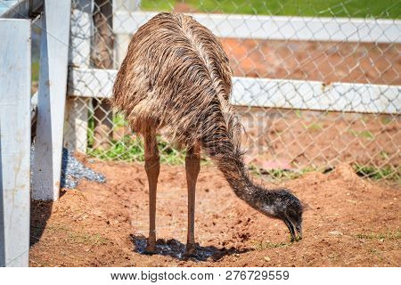 Emu Walking Eating In Farm Emu Or Ostrich Large Bird On Cage Zoo In The Wildlife Sanctuary - Common 