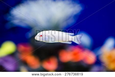 Fish Psevdotrofeus Of Socolofi Cichlid In The Aquarium