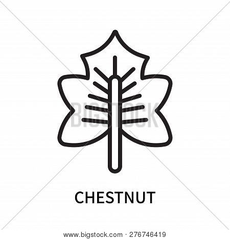 Chestnut Icon Isolated On White Background. Chestnut Icon Simple Sign. Chestnut Icon Trendy And Mode