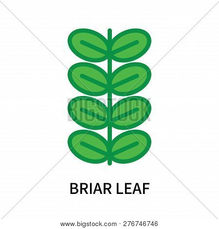 Briar Leaf Icon Isolated On White Background. Briar Leaf Icon Simple Sign. Briar Leaf Icon Trendy An