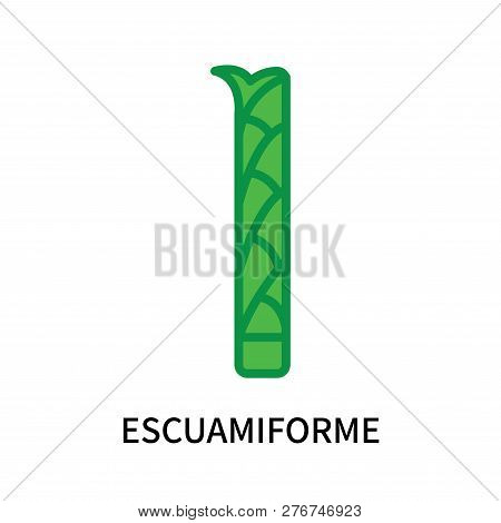Escuamiforme Icon Isolated On White Background. Escuamiforme Icon Simple Sign. Escuamiforme Icon Tre