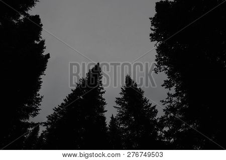 Dark Silhouettes Of High Pines And Spruces From Below Upwards On Background Of Clear Sky With Copy S