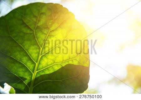 Closeup Green Leaf With Sunlight For Bio Science Of Chlorophyll And Process Of Photosynthesis In Nat