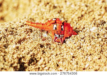 Colorful Sea Slug On The Sand At Gunungkidul Beach, Yogyakarta