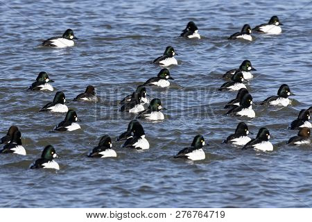 Goldeneye Duck On Lake Michigan, Wisconsin River In Manitowoc