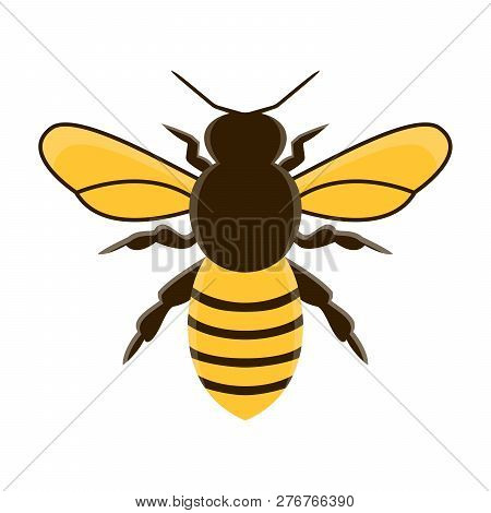 Honey Bee Modern Flat Vector. Isolated Illustration