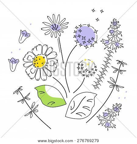 Vector Illustration Field Flowers Isolated On White Background, Element Of Pattern, Print Poster, Co