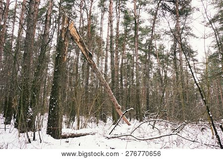 Broken Tree In The Forest Under The Snow In Winter