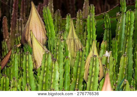 The Flower Pods Of A Strapelia Plant.