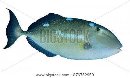 Fish isolated on white. Triggerfish 