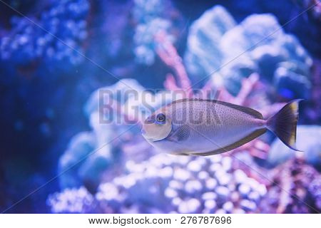 underwater photography of a fish swimming in freshwater aquarium