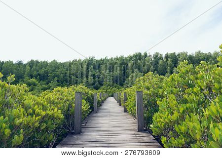 Mangrove Forest (ceriops Decandra) Also Known As The Golden Meadow Prong Destinations Of Rayong, Tha