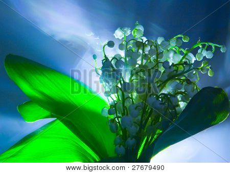 Convallaria majalis