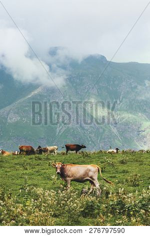 Cows Farming At Mountains Alpine Green Valley Summer Highland Pasture Foggy Landscape Organic Animal