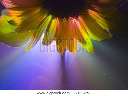 Helianthus