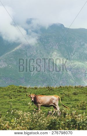 Cow Farm Animal At Mountains Alpine Green Valley Summer Pasture Foggy Landscape Organic Agriculture