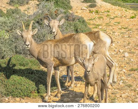 Couple Of Bighorn Sheep With Calf At Pryor Mountains In Bighorn Canyon National Recreation Area, Wyo