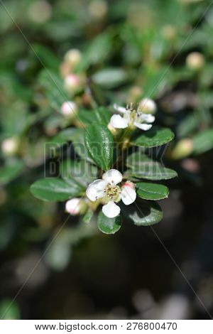 Littleleaf Cotoneaster - Latin Name - Cotoneaster Microphyllus