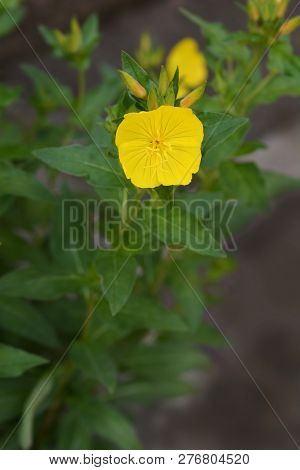 Narrowleaf Evening Primrose - Latin Name - Oenothera Fruticosa