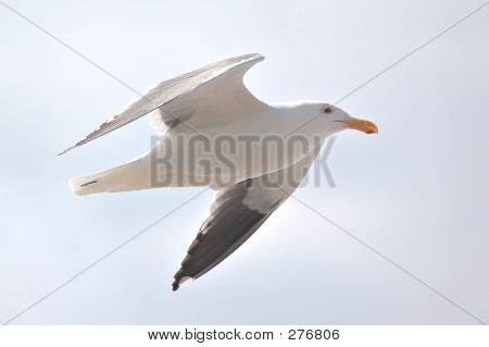Gabbiano In volo