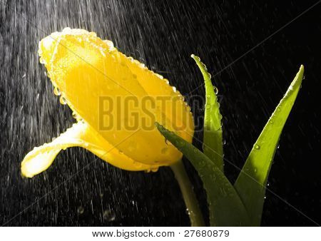 Tulipan w deszczu